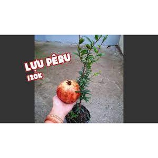 Cây Giống Lựu Peru_Lựu trái to
