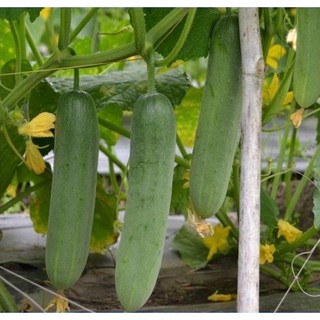 Hạt giống dưa leo 1.0 Hai Mũi Tên  (320hạt) Hình tự chụp