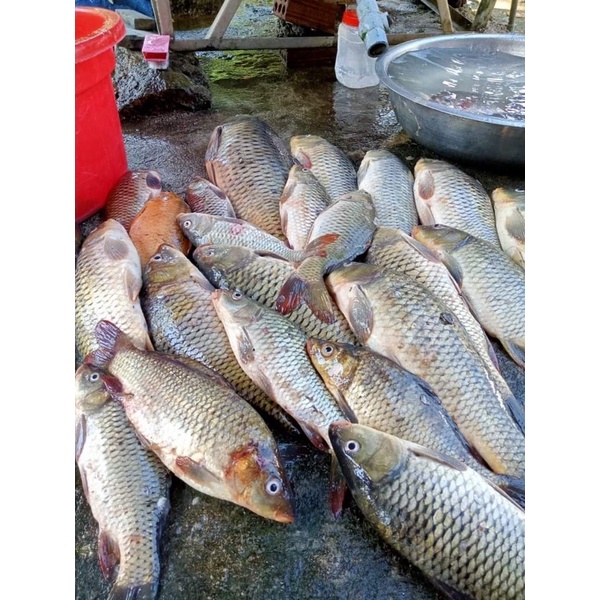 Mồi câu TIẾN LUFFY gói 1kg