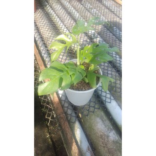 trầu mons mini