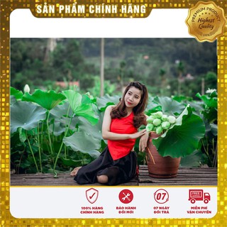 Hạt Giống Hoa Sen Lớn (Sen Ta) 10 Hạt