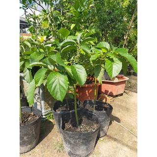 CÂY BƠ 034 6 tháng cho quả