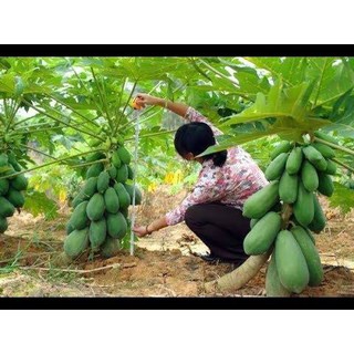 Hạt giống đu đủ lùn gói 5 hạt dễ trồng và dễ chăm sóc