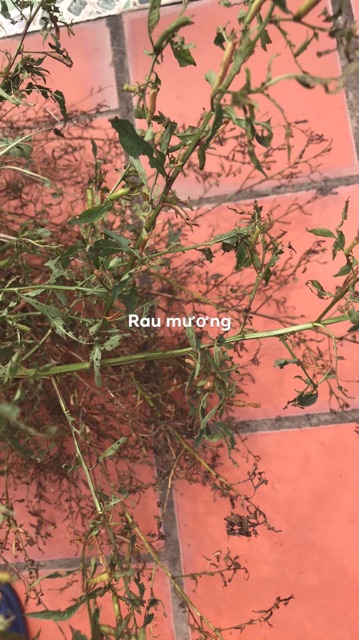 Cây rau mương trị hp- ship hàng thứ 2