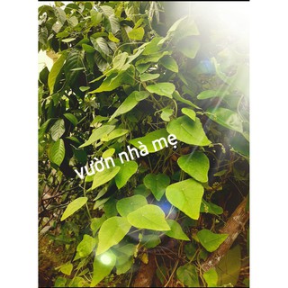 500g lá sương sâm  tươi nhà trồng ship miền nam