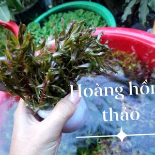 1 CHẬU HOÀNG THÁI DƯƠNG LÁ XOẮN THỦY SINH