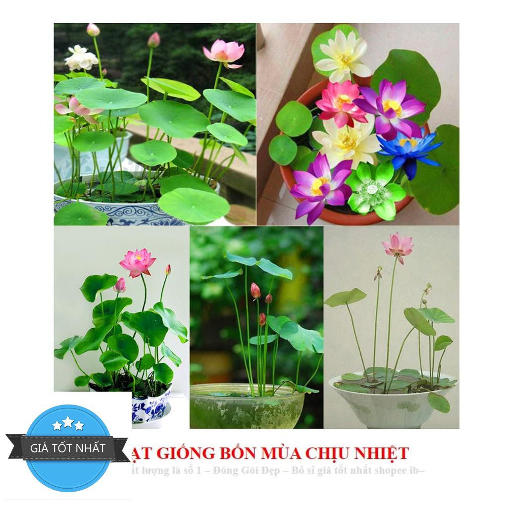 Hạt giống Hoa Sen Mini Nhật - Màu Ngẫu Nhiên Sen mini Nhật CAM KẾT NẢY > 90% - KO CÓ HẠT NỔI - 8 màu