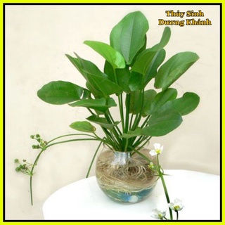 Bách Thủy Tiên cao 50cm