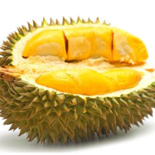 Cây giống sầu riêng thái cao 1m2