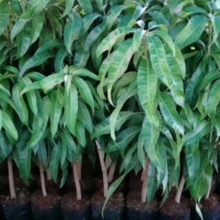 Cây xoài Úc 39k / cây