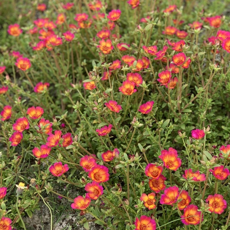 Hoa sam đơn 1kg combo 22 màu