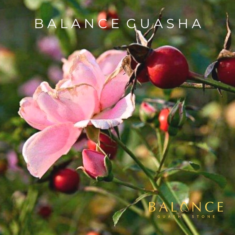 TINH DẦU DƯỠNG DA HỮU CƠ NỤ TẦM XUÂN ROSEHIP OIL - CẤP ẨM & SÁNG DA & TRẺ HÓA & PHỤC HỒI DA HƯ TỔN