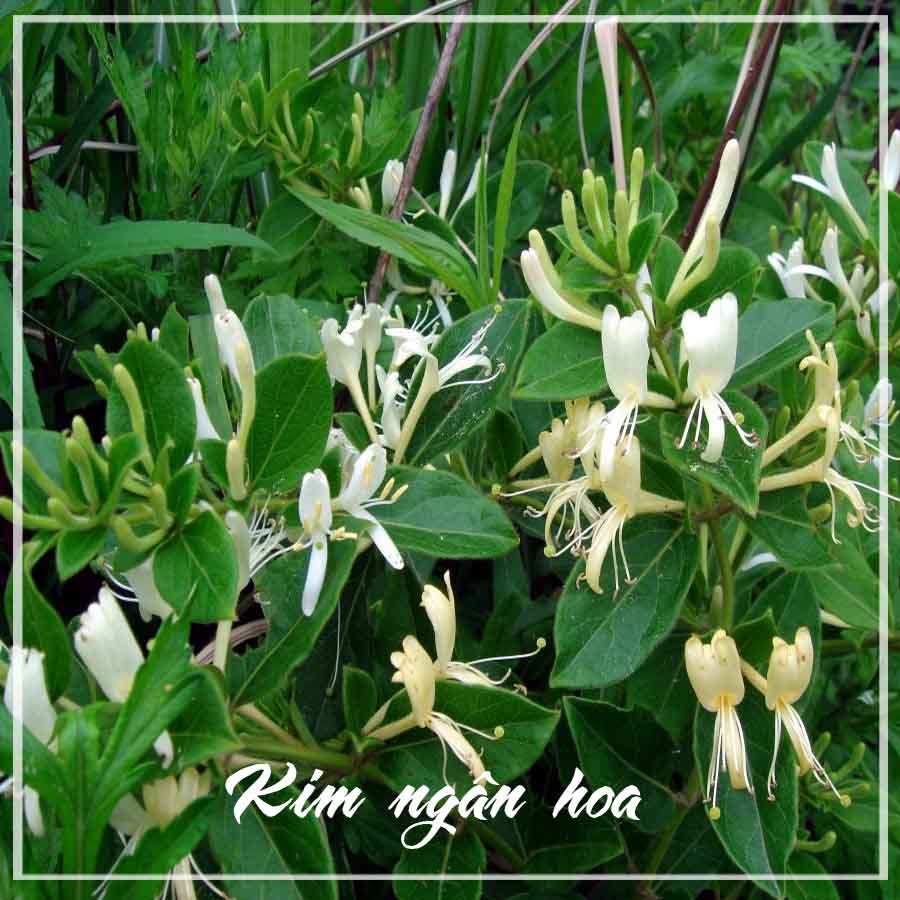 Thảo dược KIM NGÂN HOA khô sạch đóng gói 100gram - congtyduoclieuhonglan