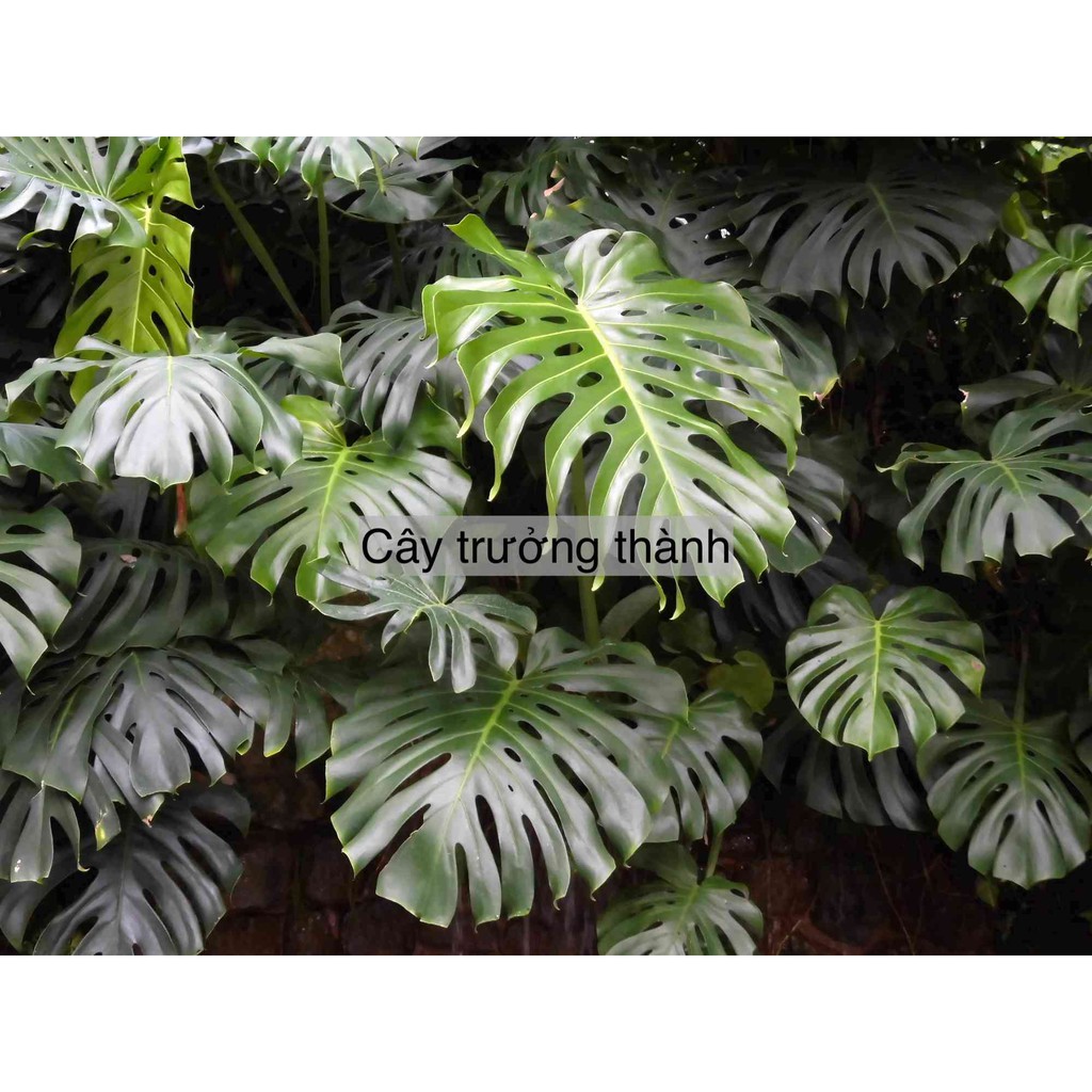 Pack 10-20 Hạt Monstera Deliciosa (Trầu bà nam mỹ - Trầu bà lá xẻ) Hà Lan