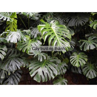 Pack 10-20 Hạt Monstera Deliciosa (Trầu bà nam mỹ - Trầu bà lá xẻ) Hà Lan
