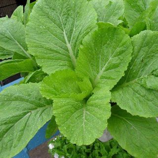 Hạt giống rau Cải Canh Lá Vàng