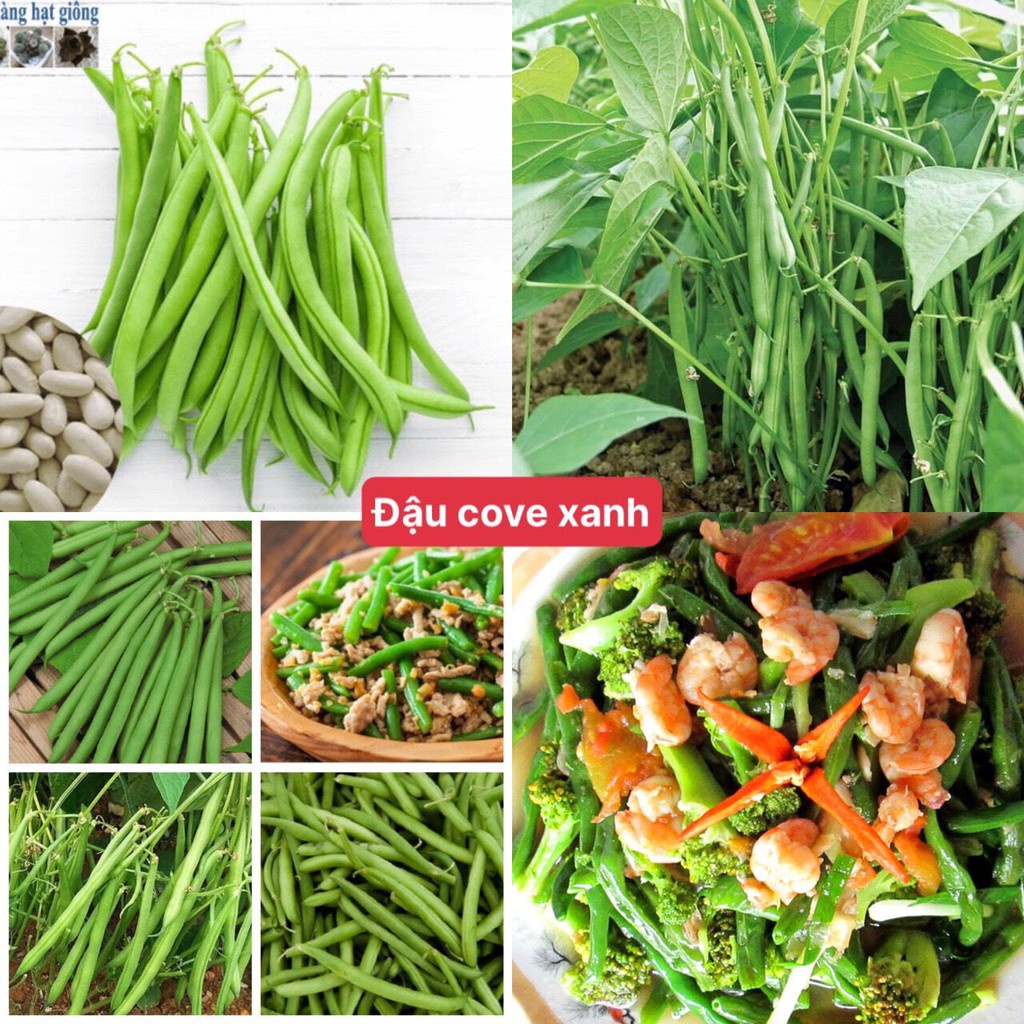 Hạt Giống Đậu Cove Vàng F1 Loại Siêu Dễ Trồng kháng sâu bệnh năng xuất cao [Gói 200gram, 500gram, 1kg]