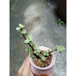 Sen đá đô la trắng size bầu (2 nhánh)