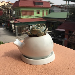 Chậu cây sen đá hình thú