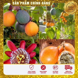 Hạt Giống Chanh Leo Vàng Ngọt F1 Giống Cao Sản gói 4 Hạt