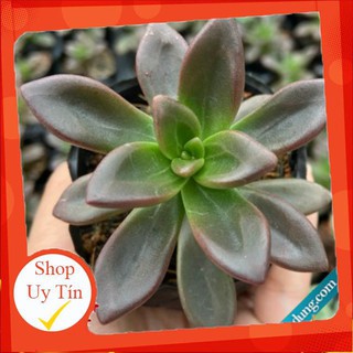 sen đá Nhật nguyệt cánh nhọn🍏 |FREESHIP| 🔥 XỨ NÓNG, ĐÃ THUẦN KHÍ HẬU, KHOẺ ĐẸP 🍏 LỖI 1 ĐỔI 1