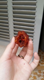 Hồng treo đà lạt