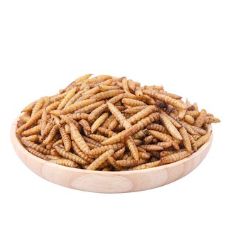 wax worm ( sâu sữa /sáp ) sấy khô cho hamster/sóc/chim