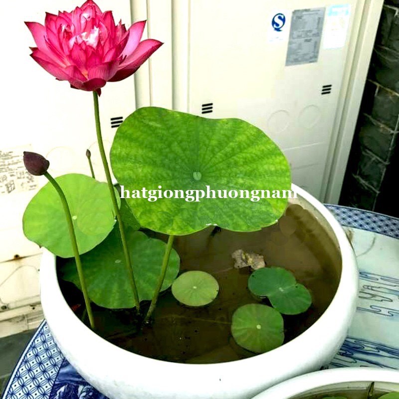 HẠT GIỐNG HOA SEN CUNG ĐÌNH