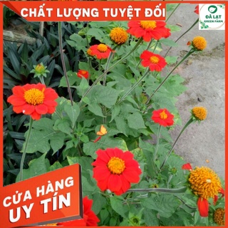 💥HẠT GIỐNG HOA CÚC SƠN QUỲ(DÃ QUỲ ĐỎ)- 50 HẠT💥