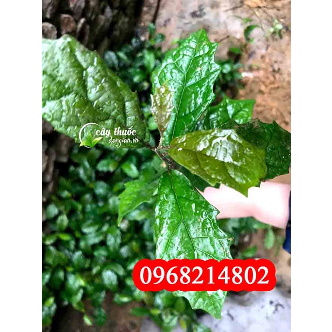 Cây Giống Xạ Đen Hoà Bình F1