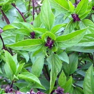 Hạt giống rau Húng Quế ☘️