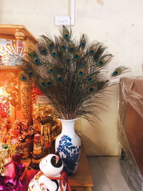 Combo 39c lông công 80cm loại mắt vừa | BigBuy360 - bigbuy360.vn