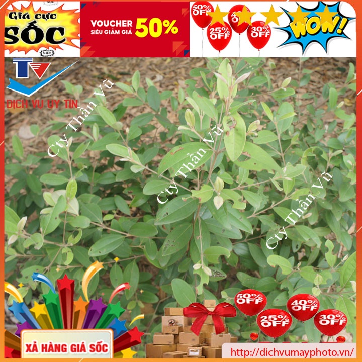 Giống Cây sim giống ta sim rừng ăn quả làm cảnh ngâm rượu hoa đẹp cây dễ trồng sức sống mạnh