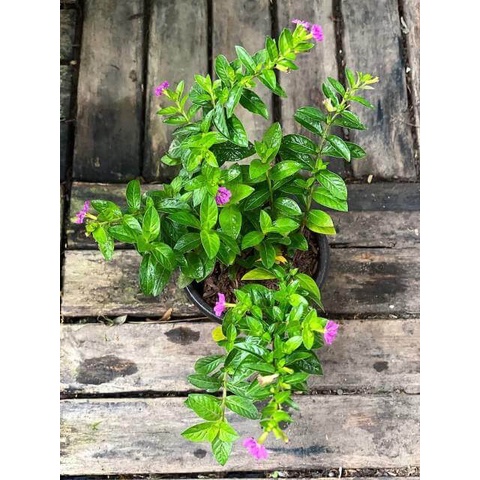 Cây Cuphea hyssopifolia Hawaiian Heather (Thạch Nam Hawaii) chậu nhựa 8cm