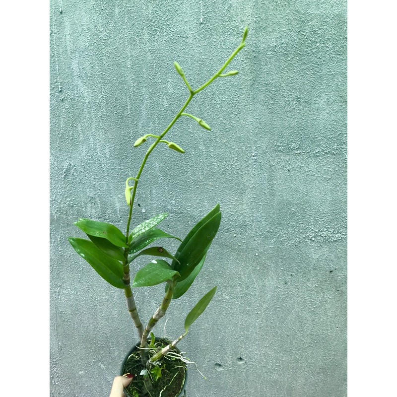 Lan Denro nắng bà liễu xưa