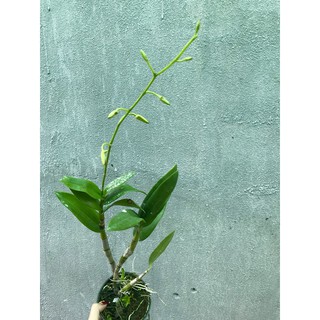 Lan Denro nắng bà liễu xưa