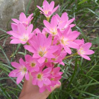 10 củ hoa huệ mưa