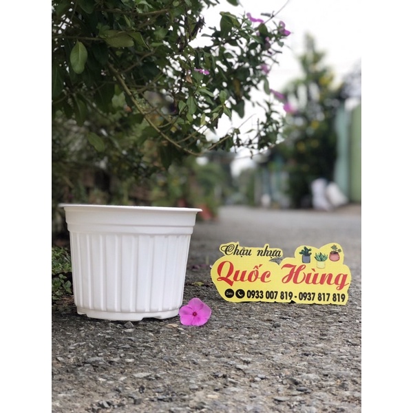 Chậu nhựa trắng  trồng xương rồng - Sen đá -cây mini