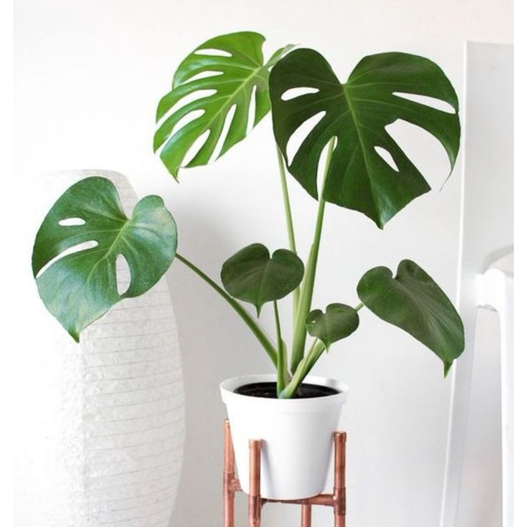 trầu bà lá xẻ, monstera deli
