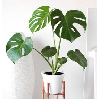 Trầu bà lá xẻ, monstera deli
