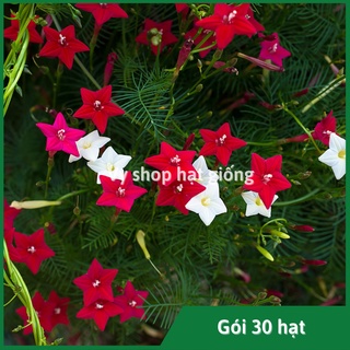 Hạt giống hoa tóc tiên leo gói 30 hạt mix màu