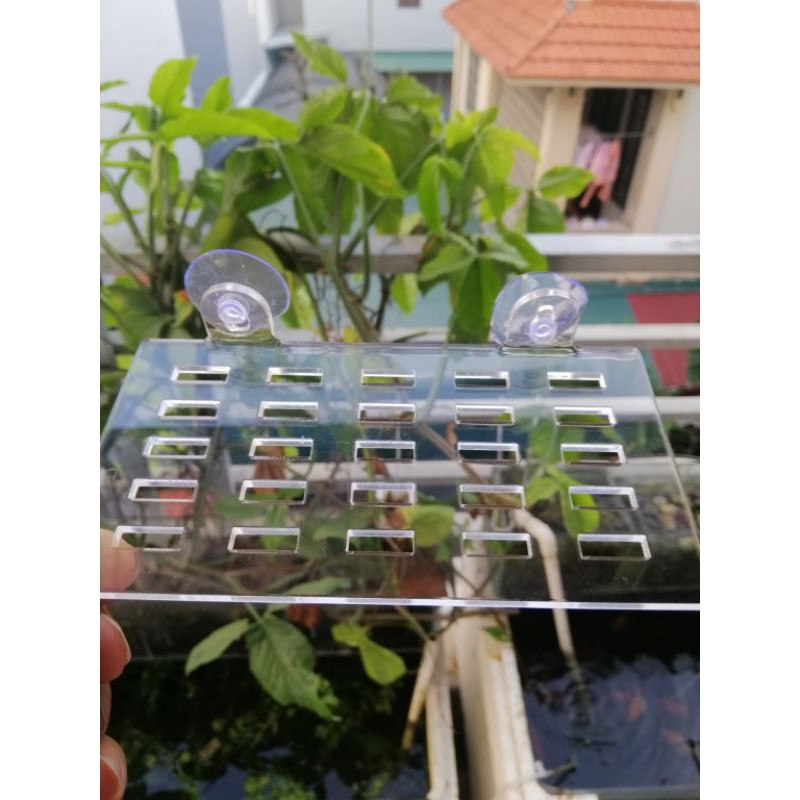 Khay mica trồng cây thủy sinh