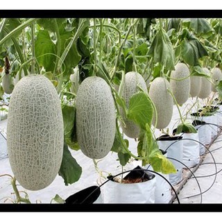 Hạt giống Dưa lưới 10 Hạt - Rau củ quả trồng tại vườn, sân thượng, nông trang, ban công