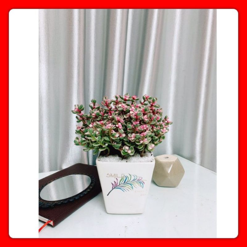 Sen Đô La Hồng - Cây Để Bàn ( Thu hút thịnh vượng, tiền tài )