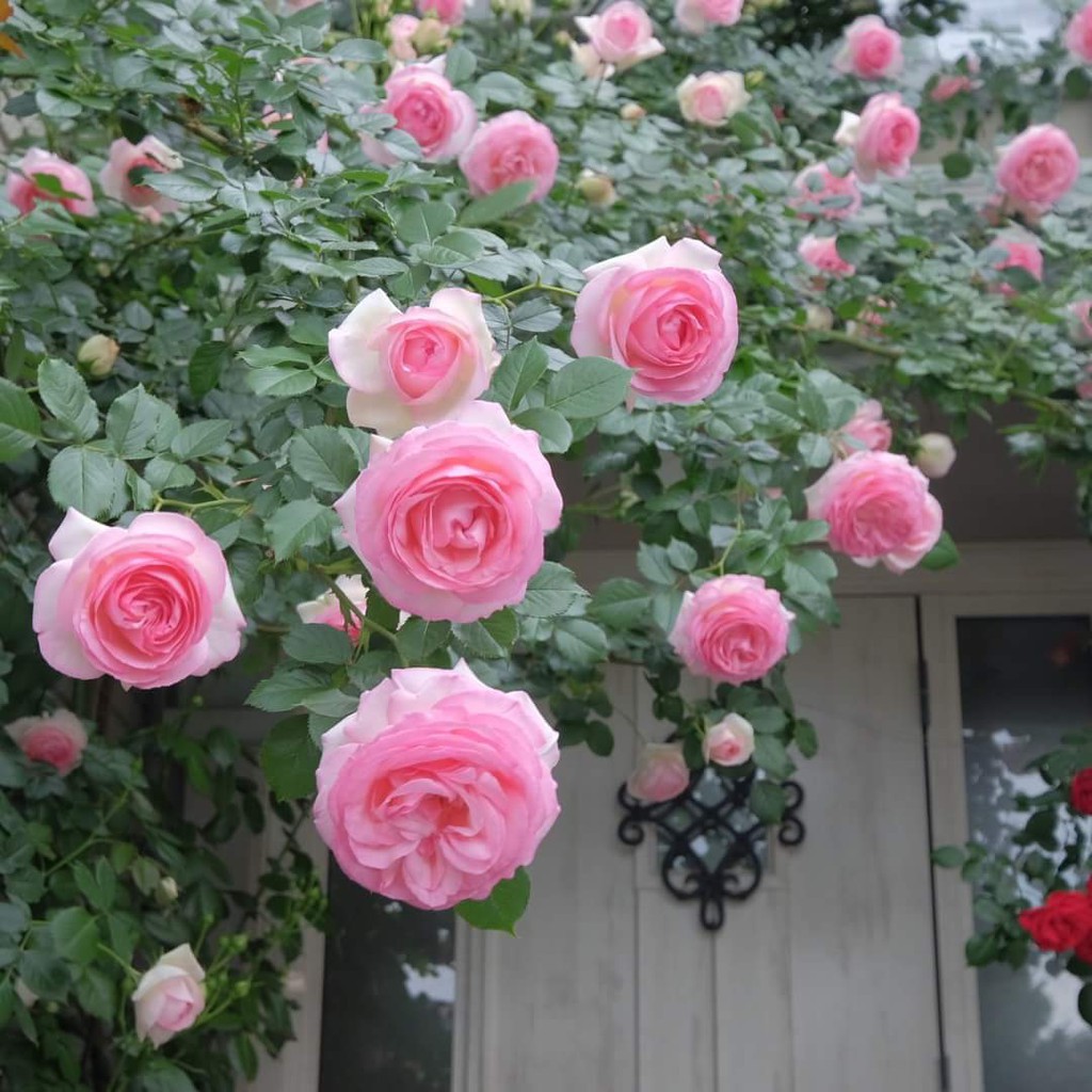 PHÂN BÓN CHO HOA HỒNG 1KG