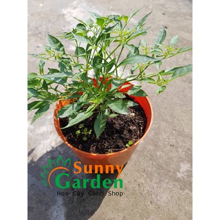 Ớt Để Bàn Mini - Cây Ăn Quả