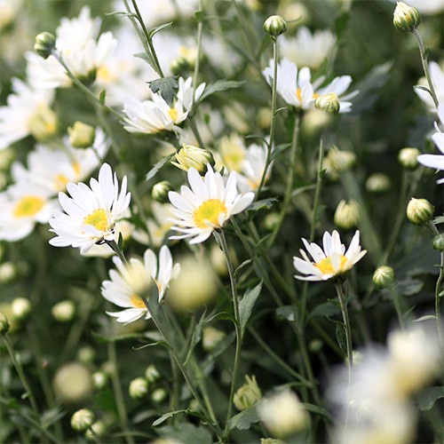 Hạt Giống Hoa Cúc Họa Mi F1 Loại Siêu Dễ Trồng Hoa Nở Đẹp Kháng Sâu Bệnh [ gói 50gram,100gram,200gram ]