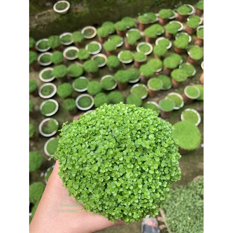 Cây thuỷ sinh-khuyến mại mùa covit