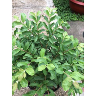 Cây 🌲 Ổi xá lị (đang hoa đang trái)