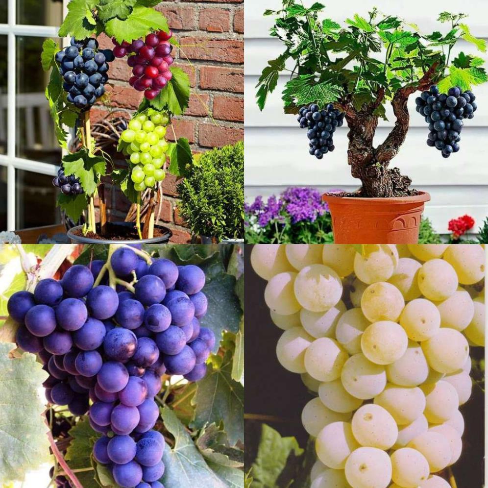 20 hạt giống nho lùn bonsai đài loan ngọt sai trái